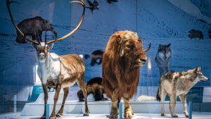 museum animals