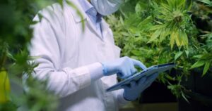 Cannabis stock image